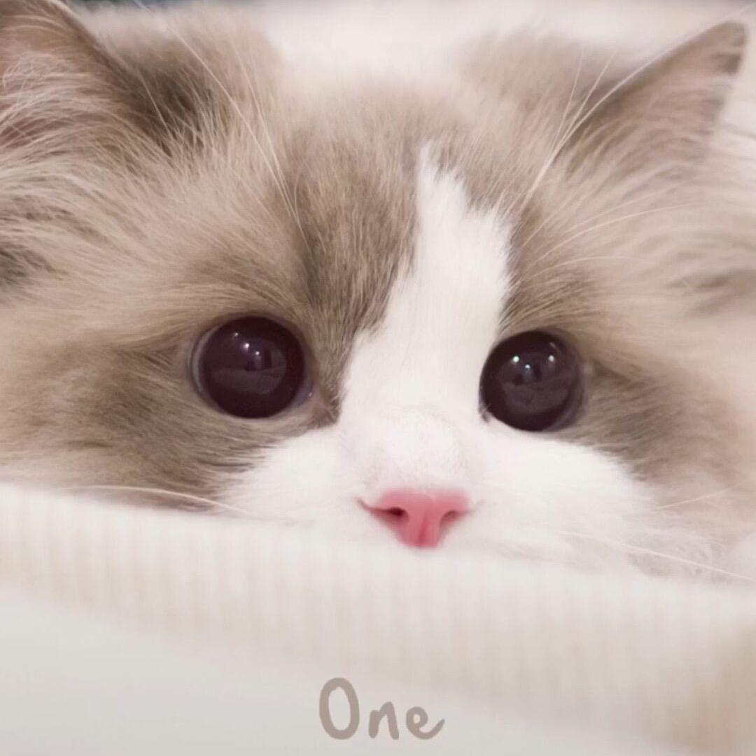 七月喵（美宠生活馆）