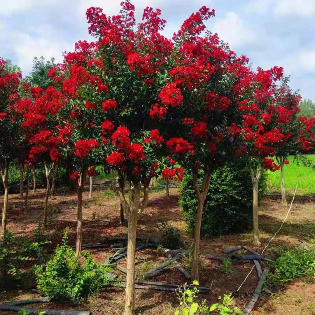 泰嘉园林绿植优品店