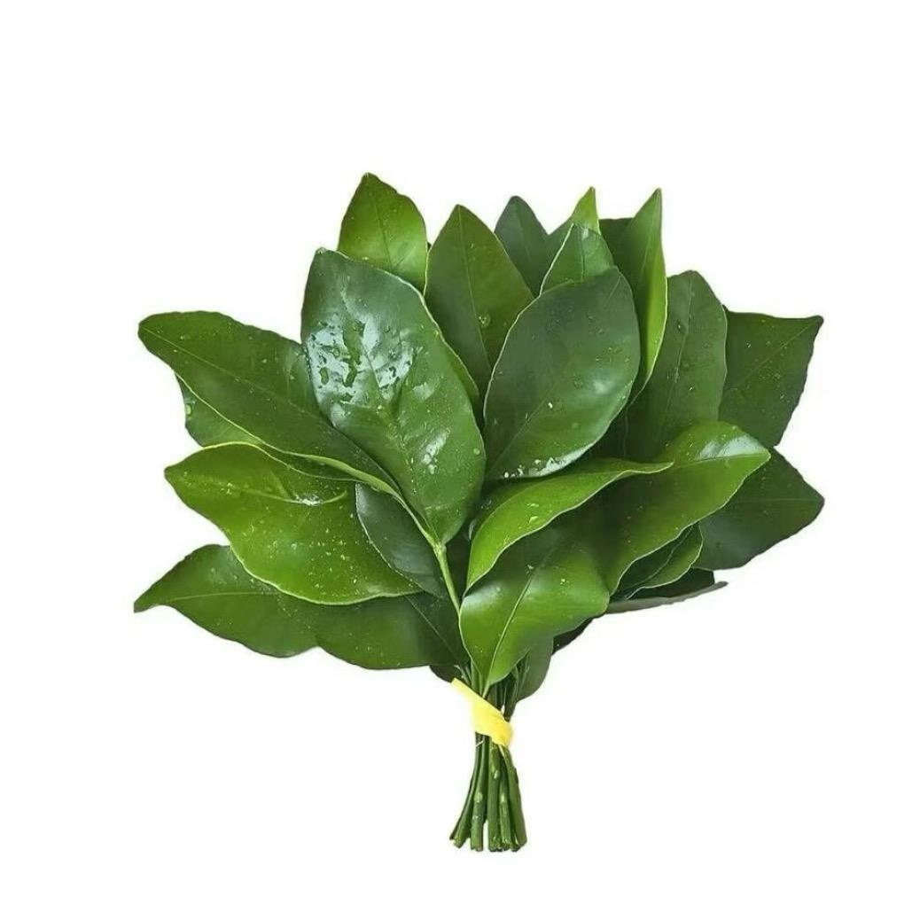 阴暗奔行的狗🐶