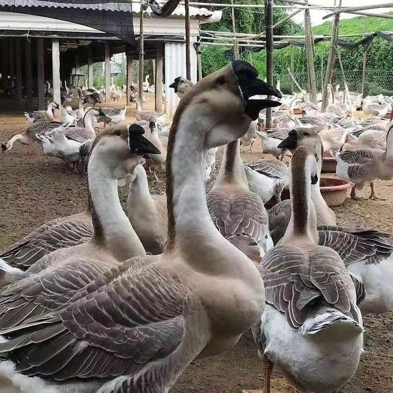 华弟养殖基地