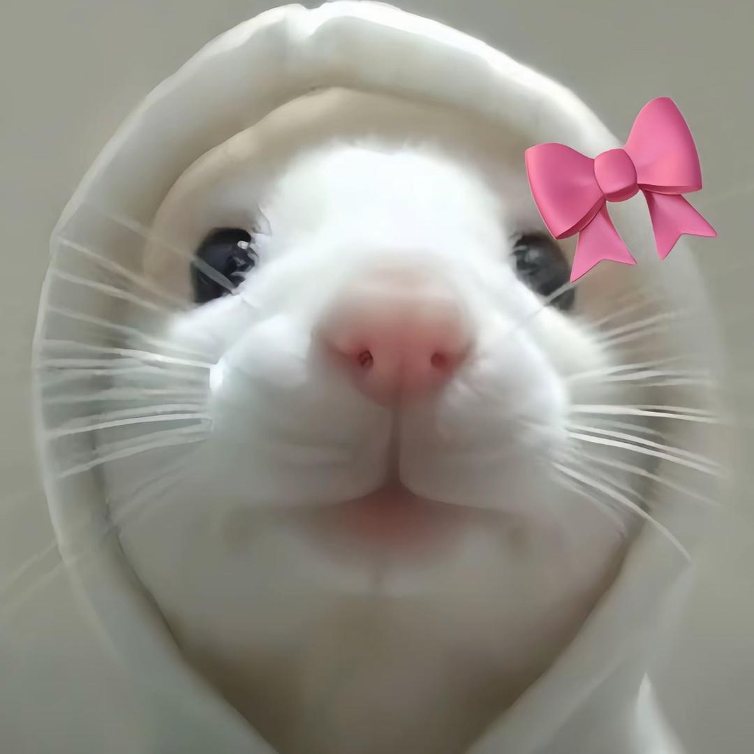 stella🐰