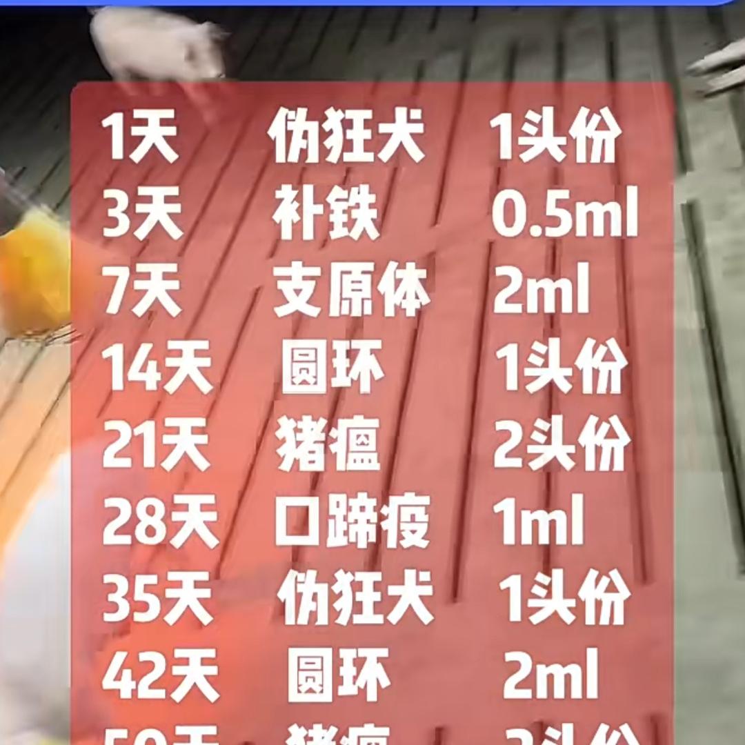 康老师谈养猪