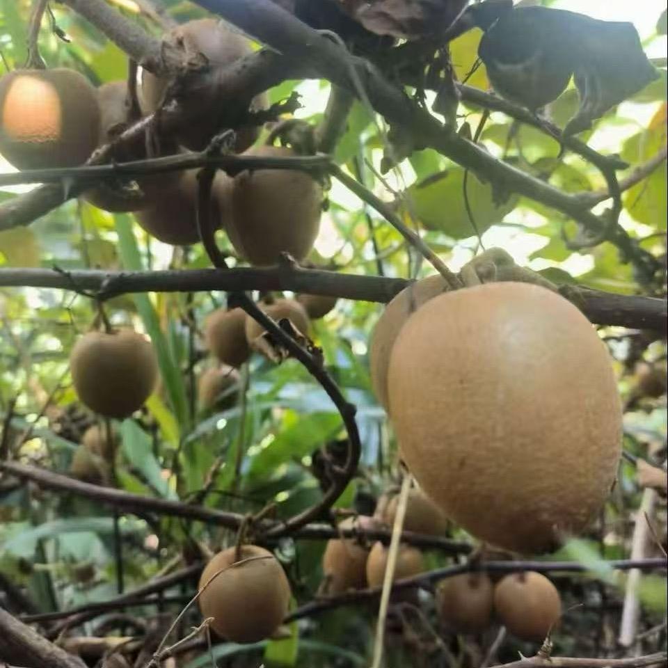 美好未来