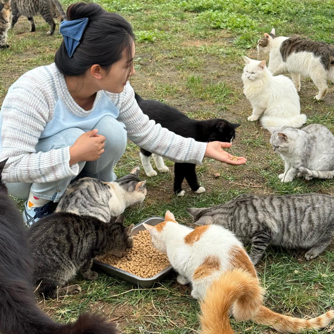 五月妈的猫猫部落
