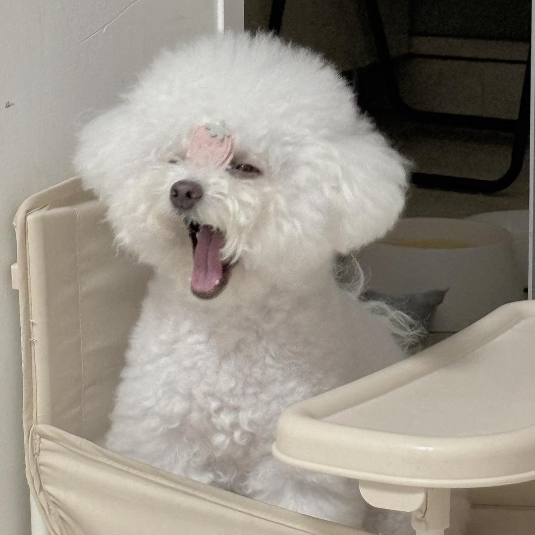 小白是只比熊呀～