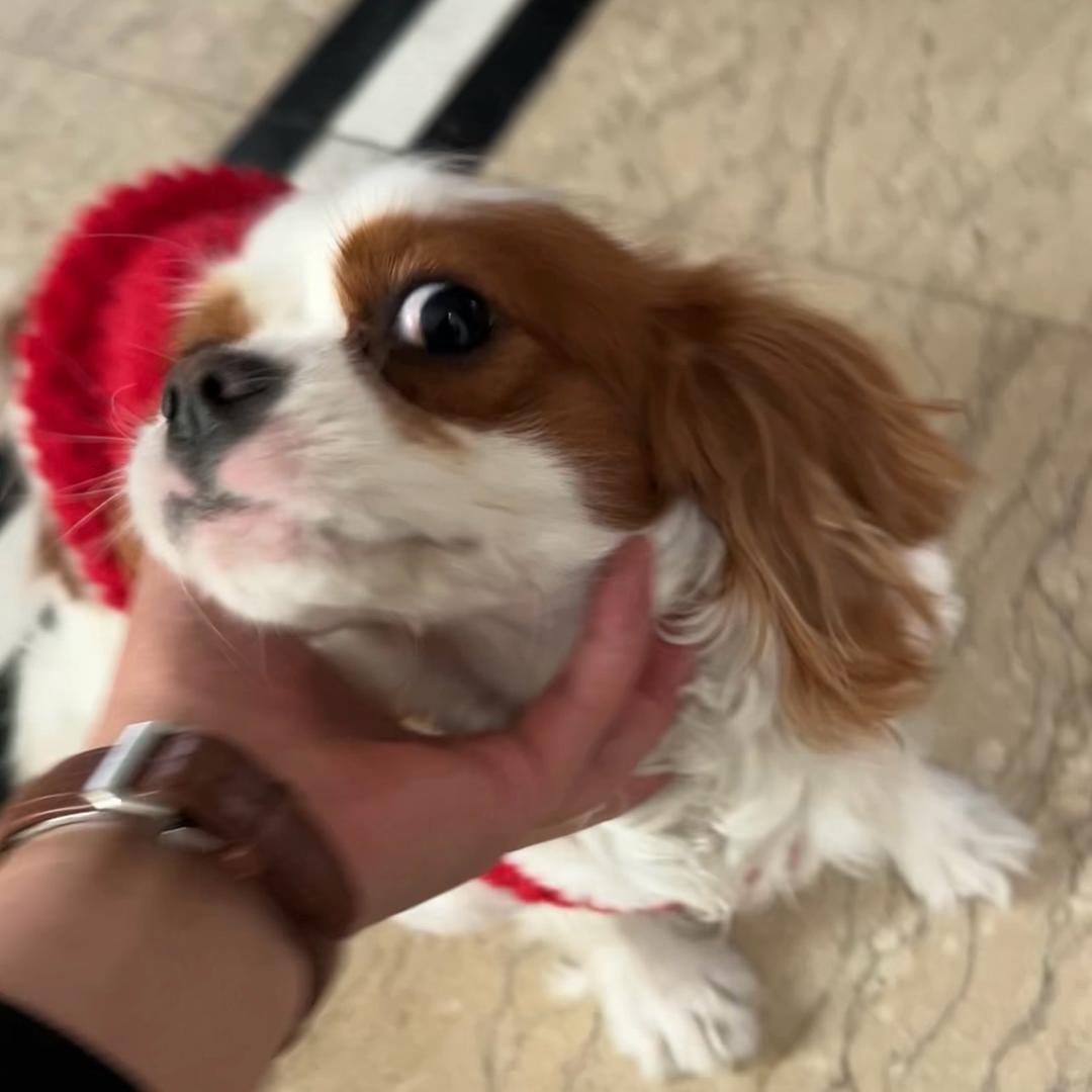蘑菇萌主