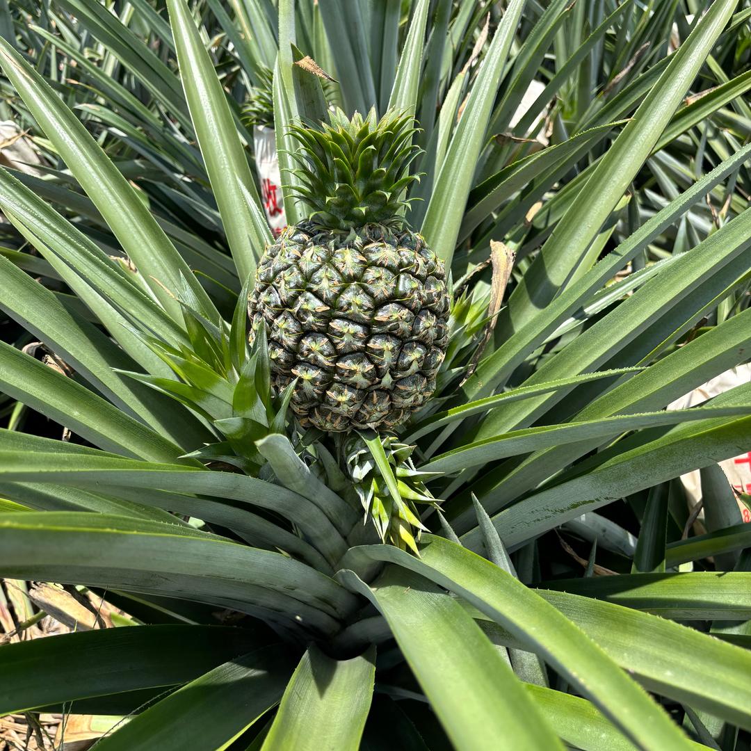 崇左代办～小鹏