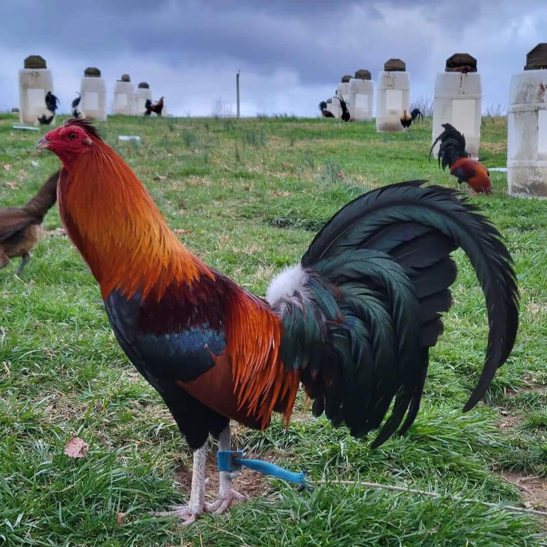 笨鸡🐔先飞