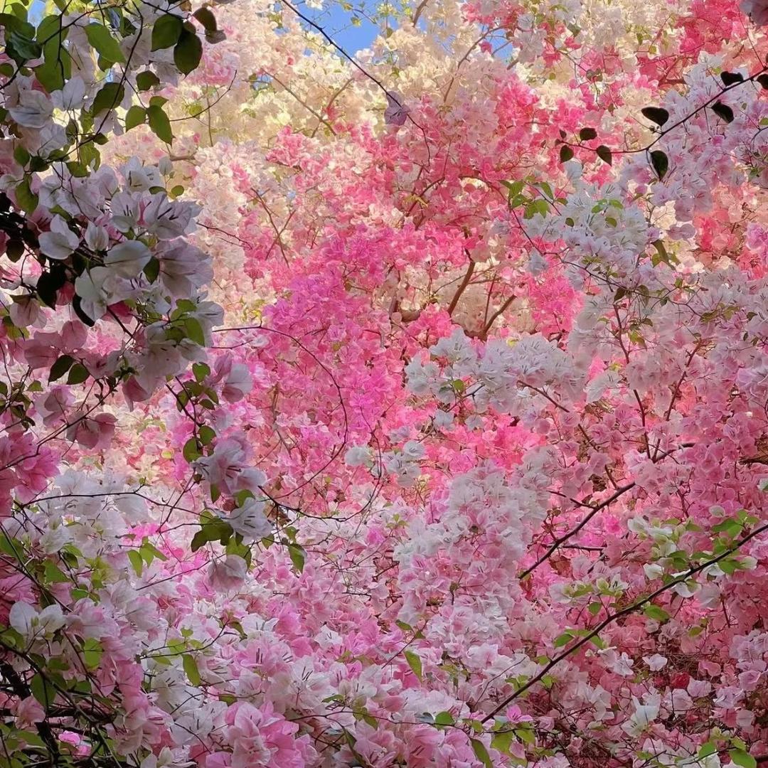 琛哥宇花