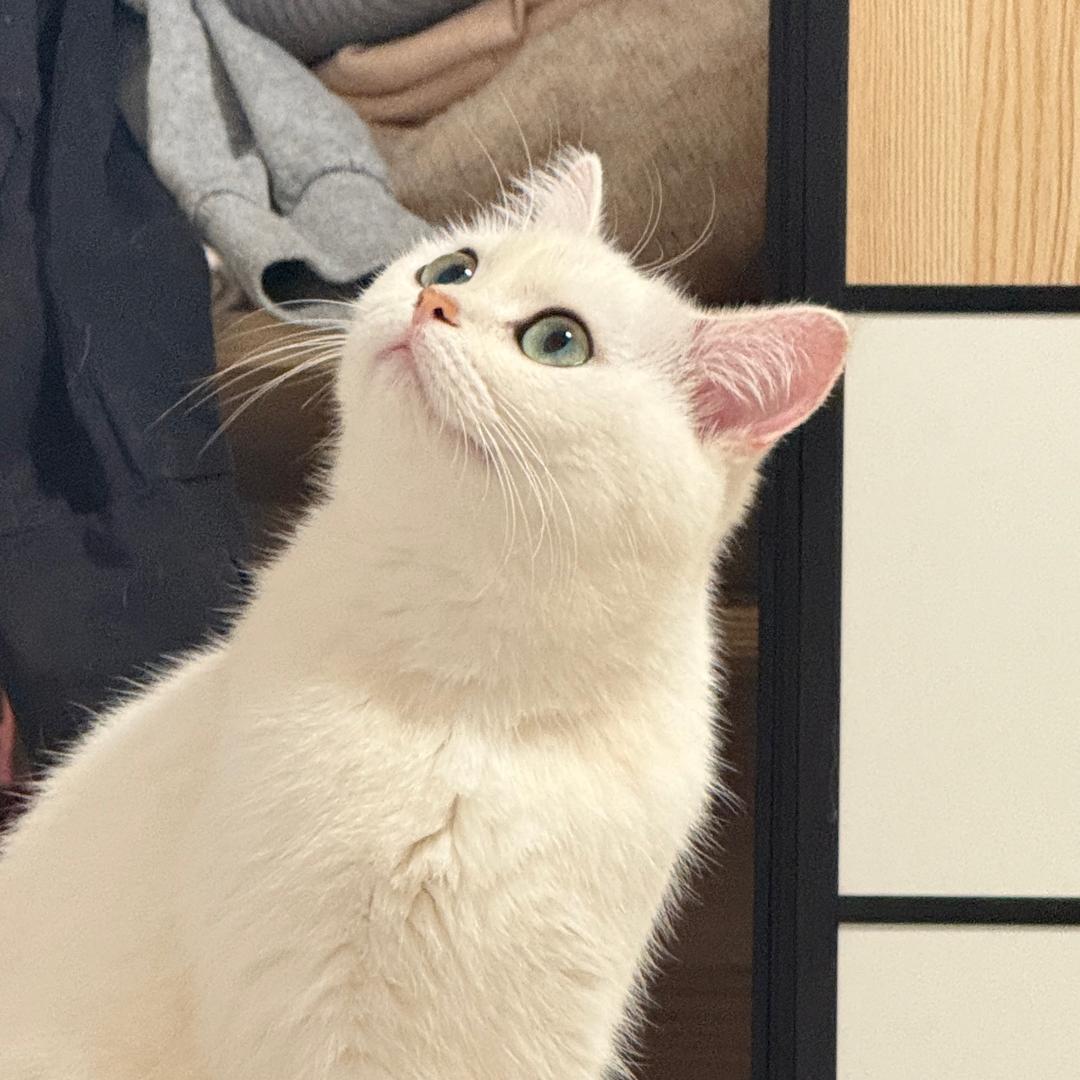 大尾巴狼