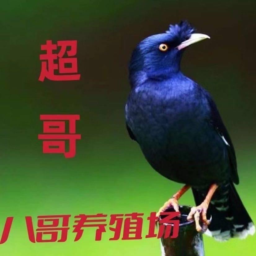 江西超哥八哥繁殖场