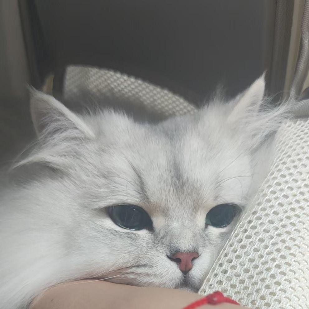 情感小馒头