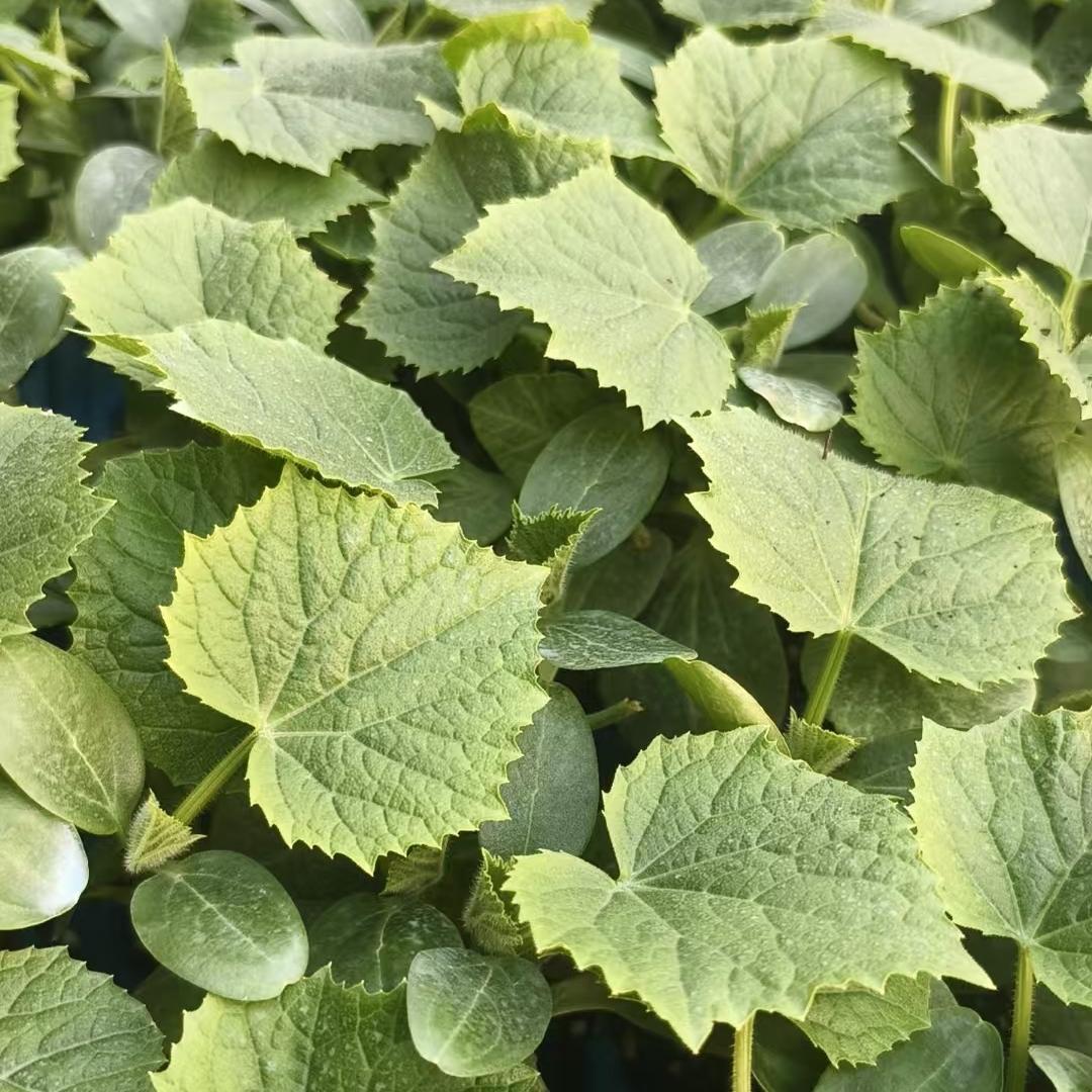 洪新种苗-苏爱杰