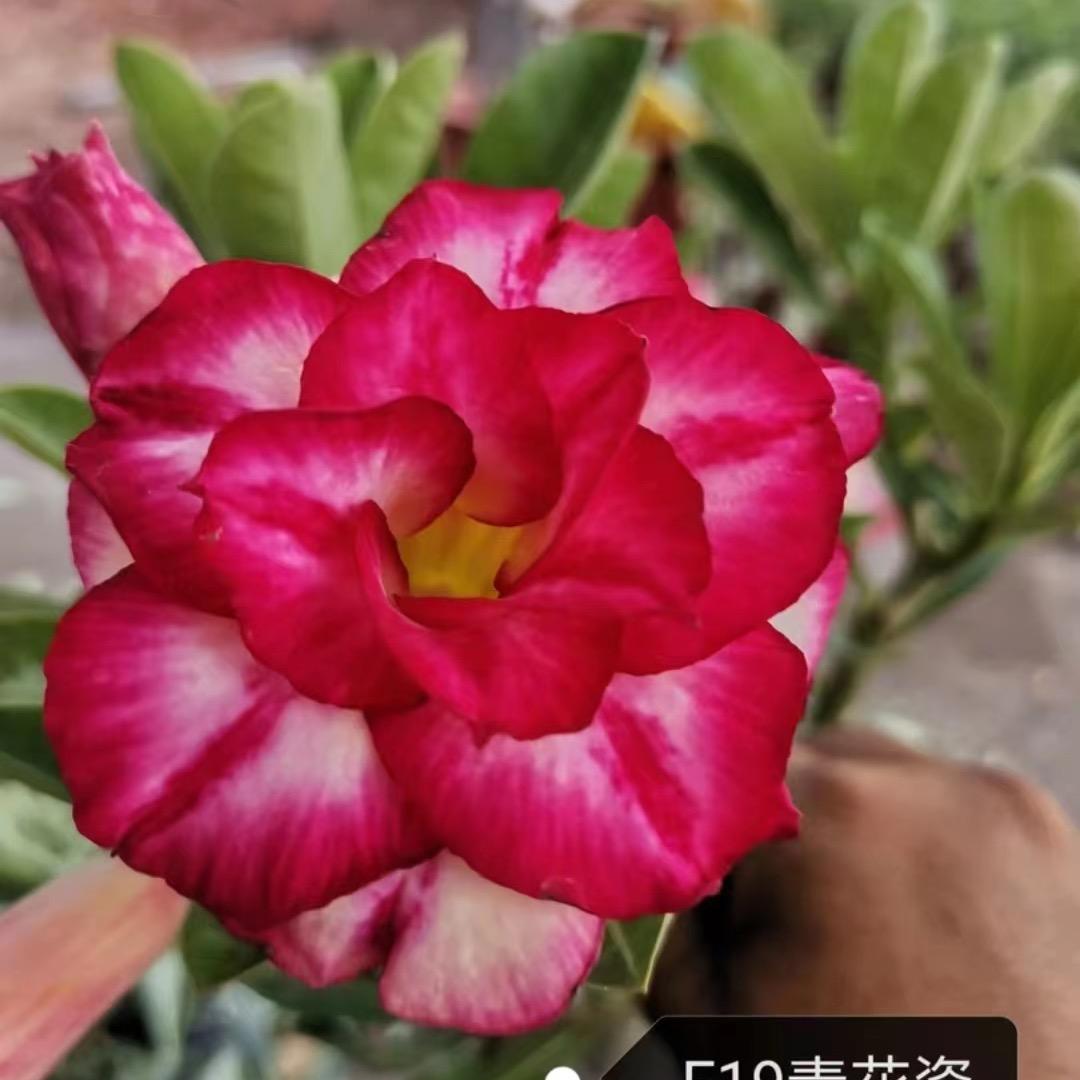 玉景绿植园艺