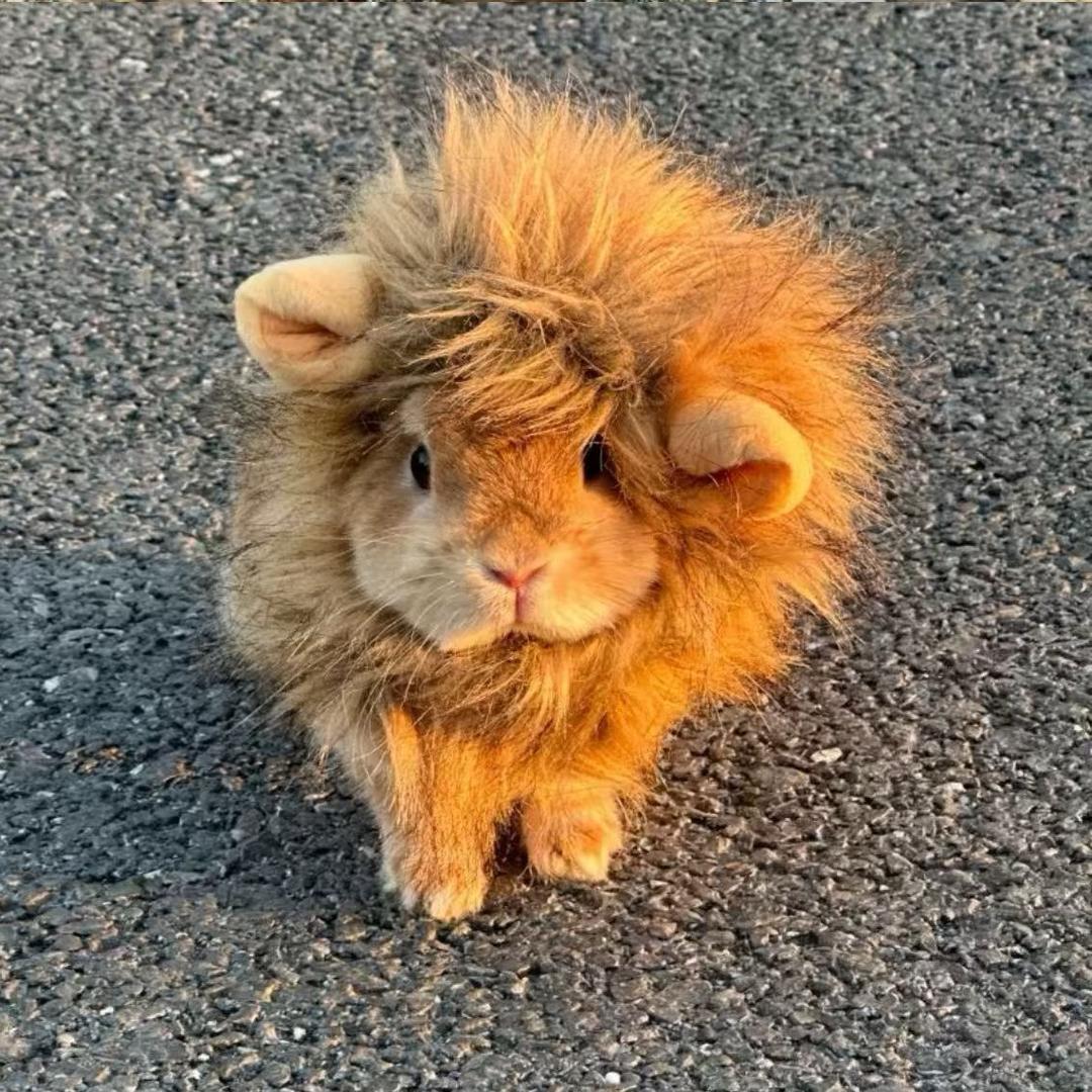 小鹏.