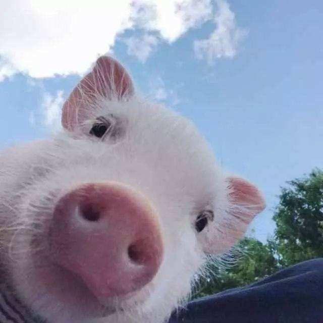 球球，