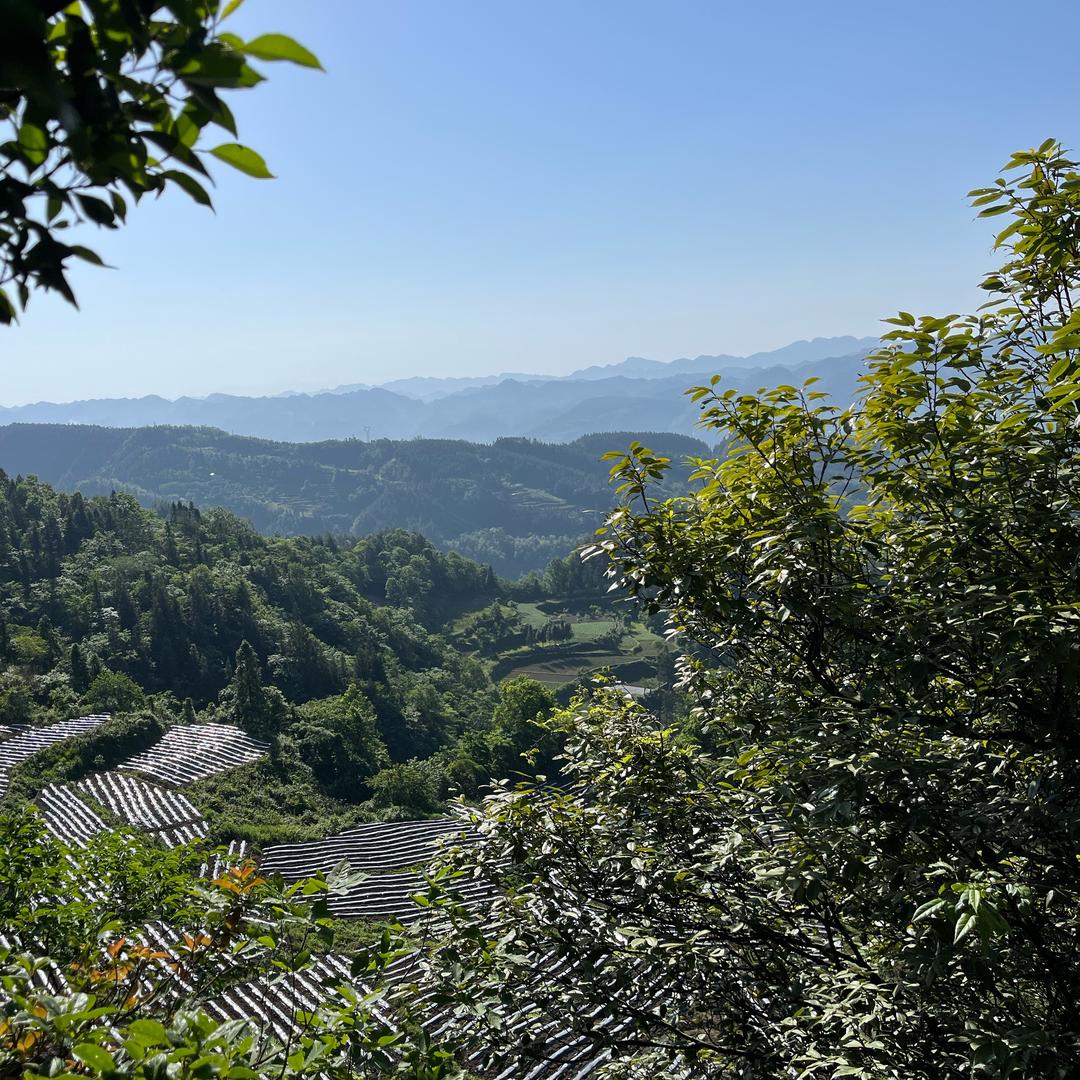 一生向阳