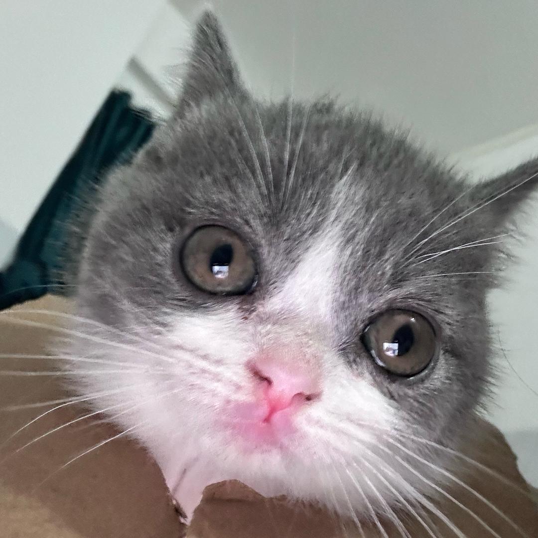 咩咩是一只猫不是🐑