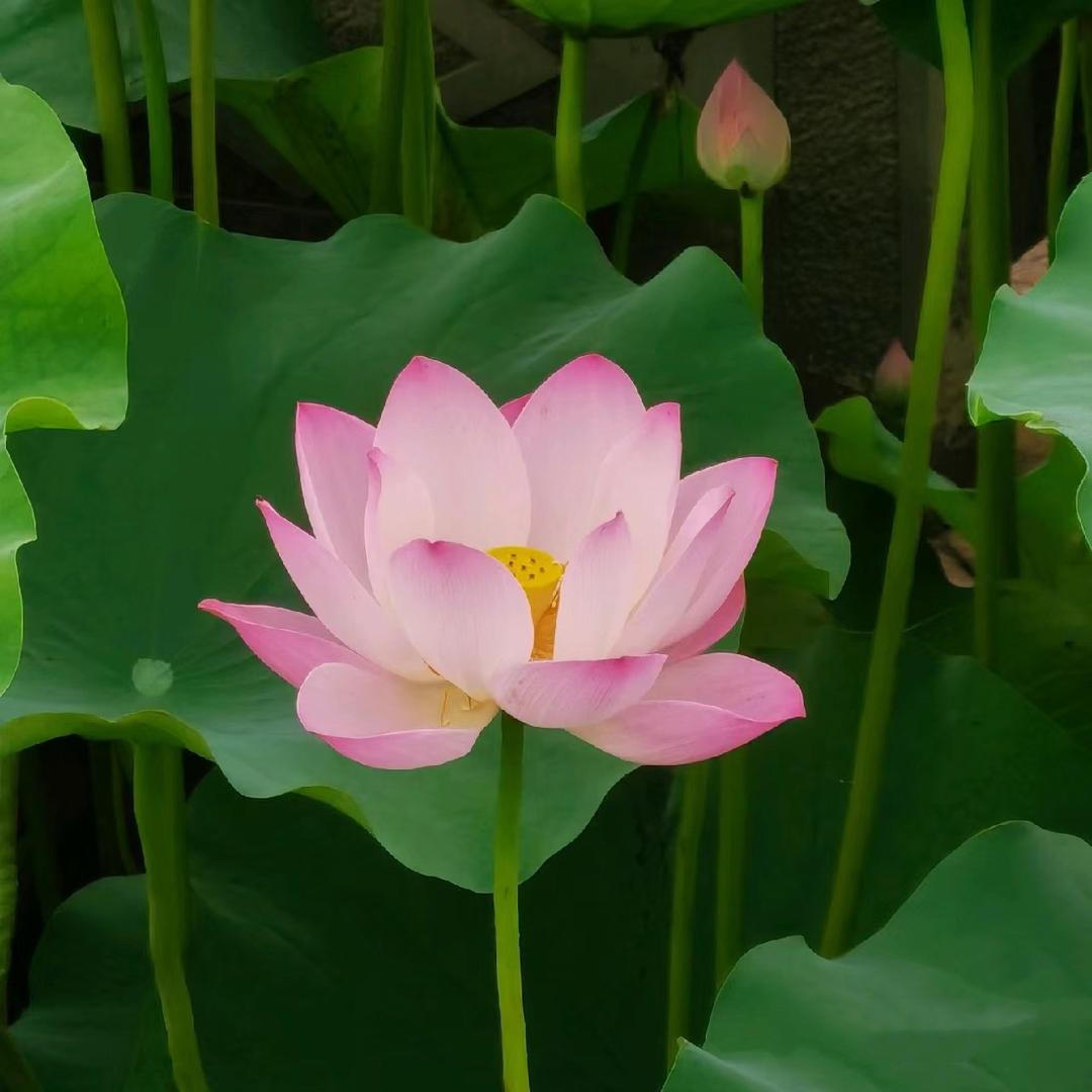 花开富贵，