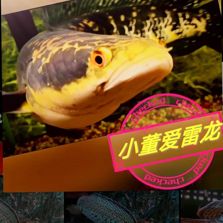 董不懂、黑鱼（女友版）