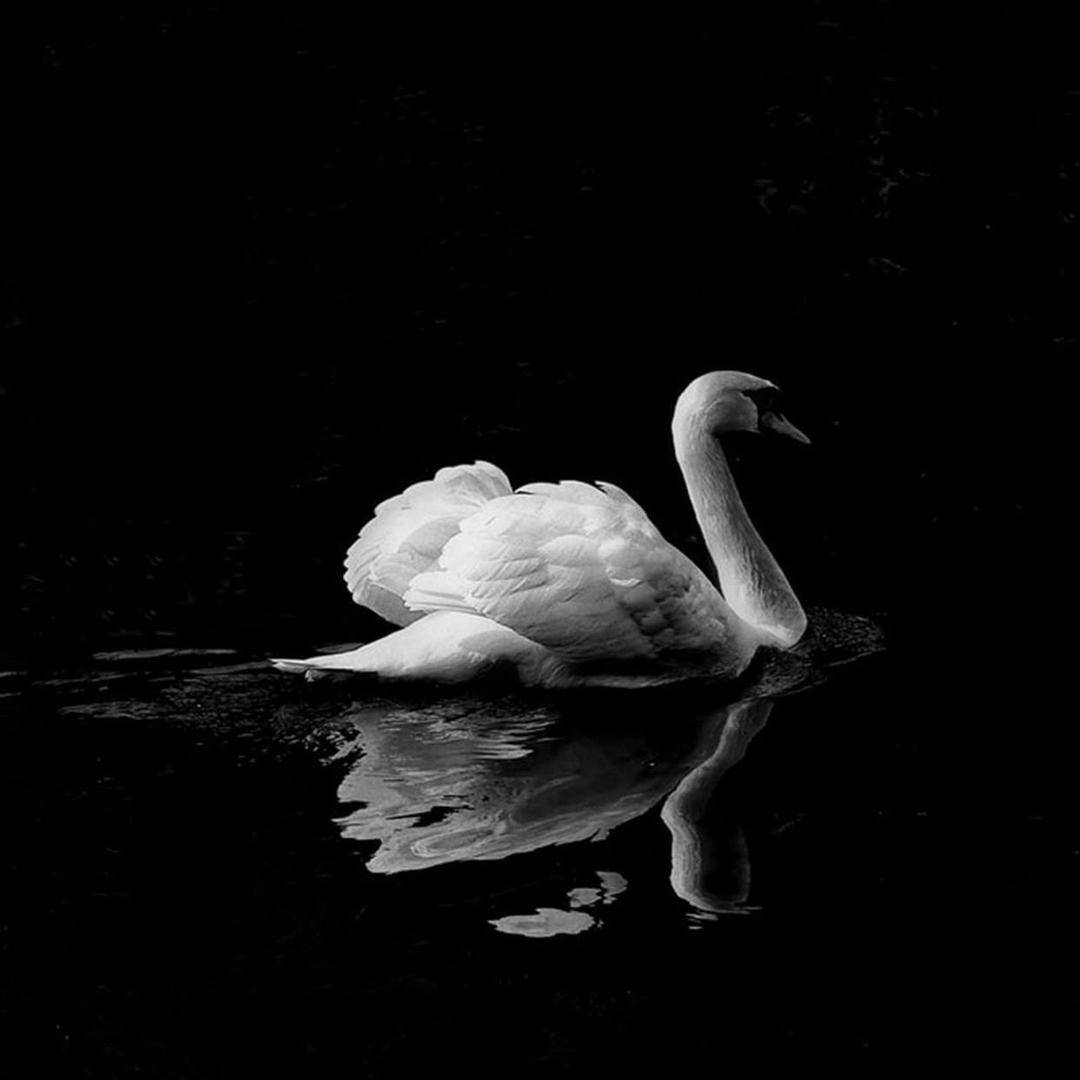 唯伊文专营店晓胖