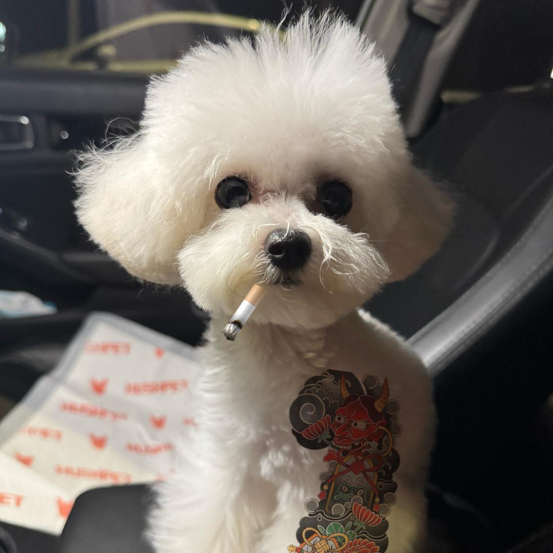 混血比熊的卷卷日记📔