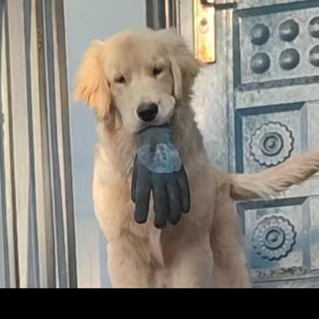鹏哥．