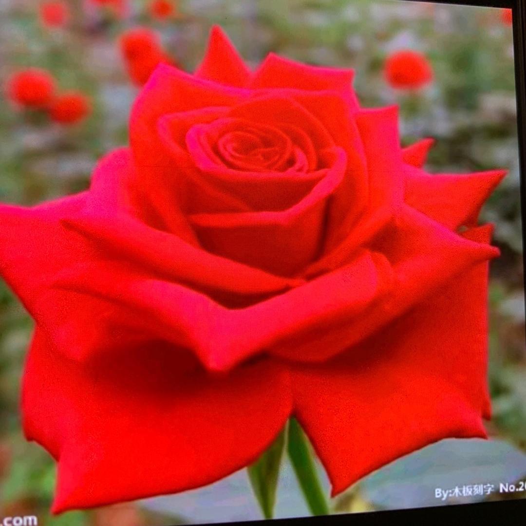 习惯有你🍃🌹