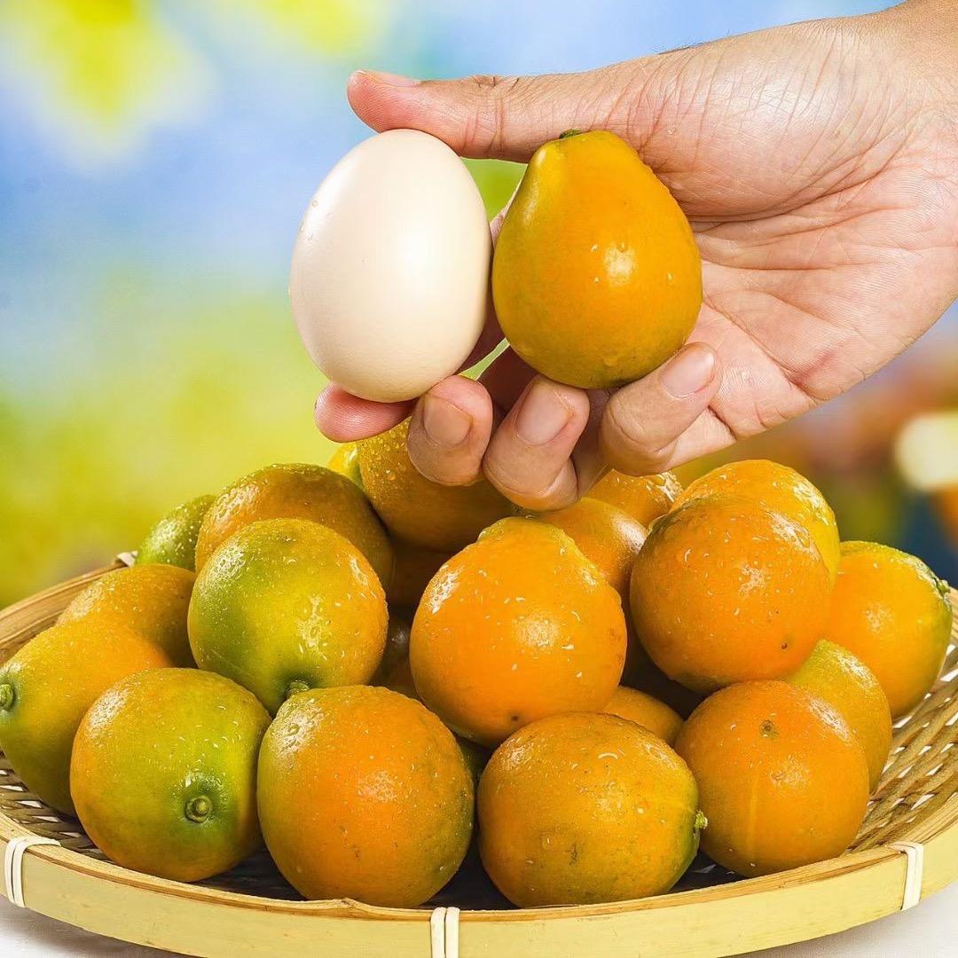 七鑫水果金桔供应链