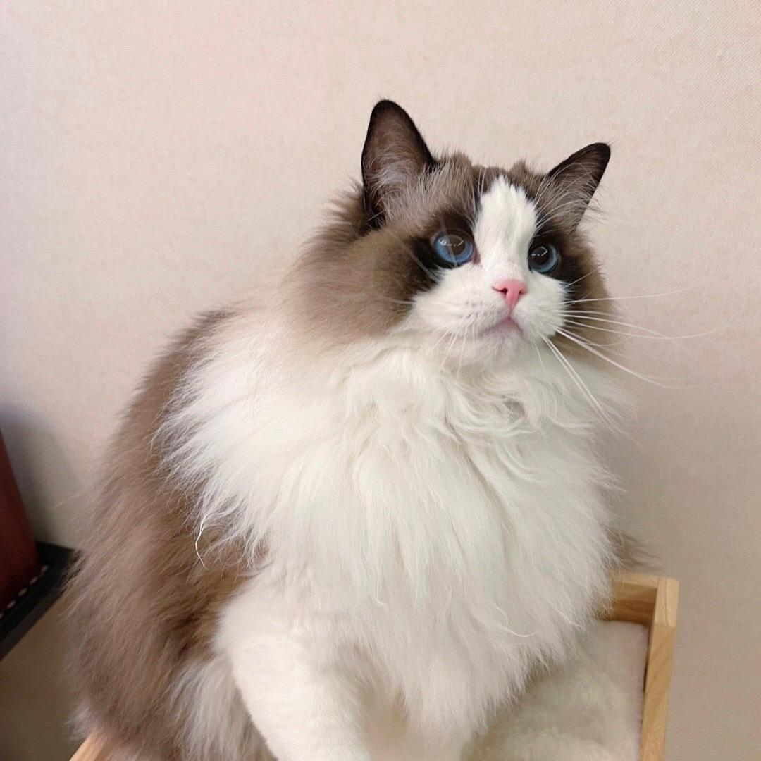 猫小贝