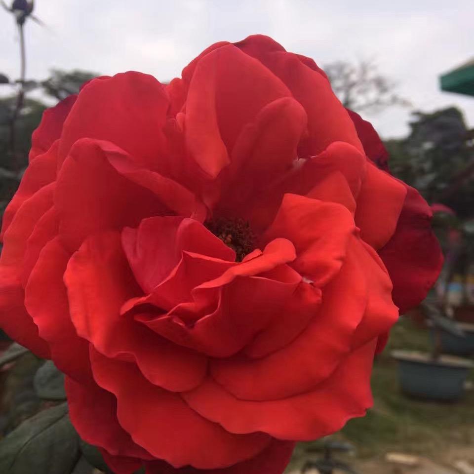 🍃༺༂ ღ᭄燕 ꦿএ༂༻🍃