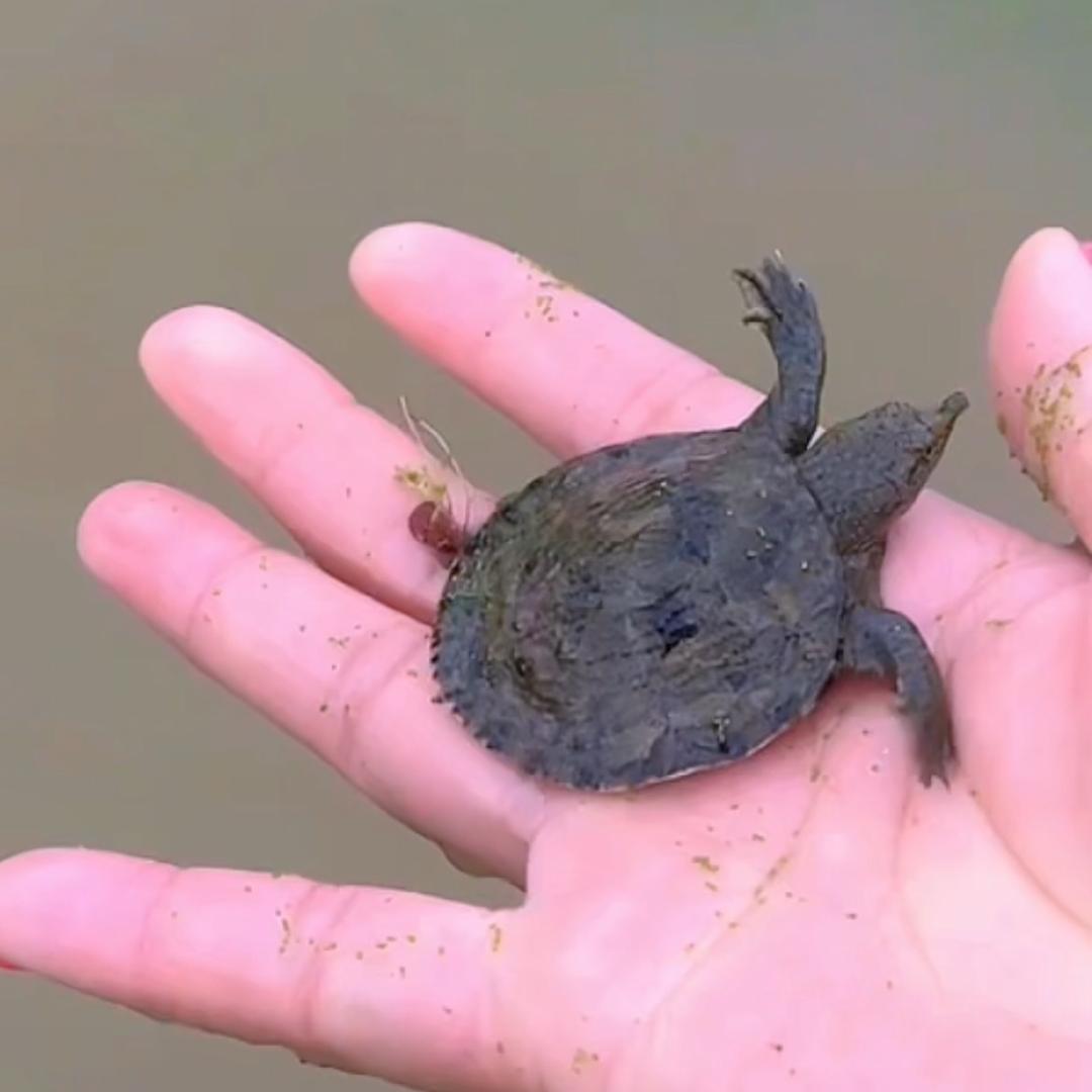 🌴恒泰种养🌾