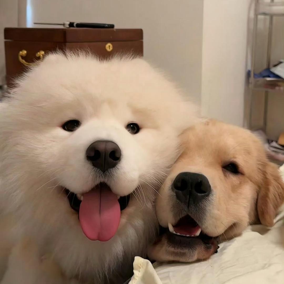 麻辣鸭头