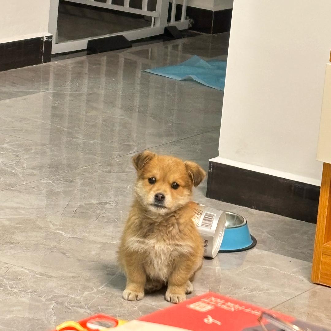 小狗冬冬养成记