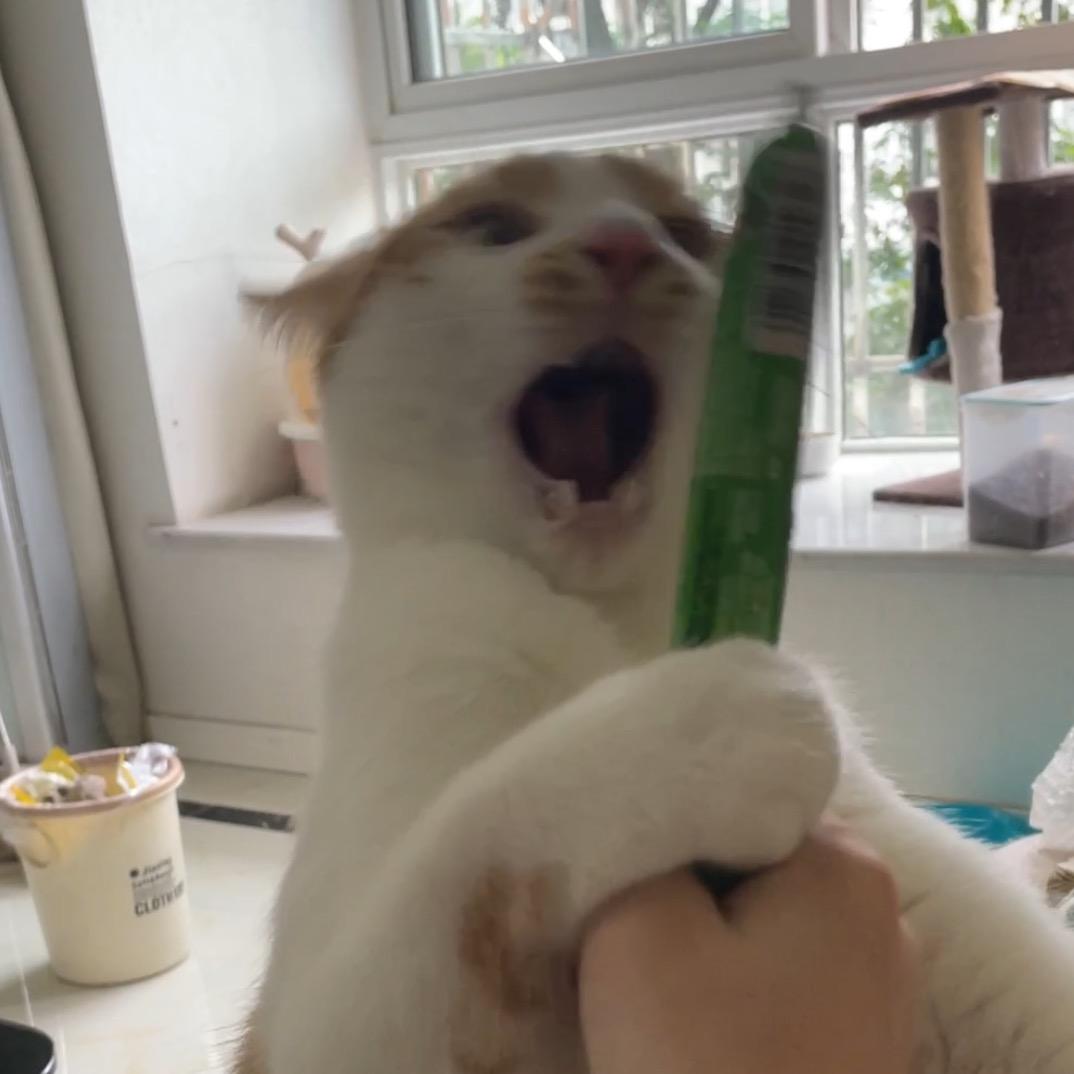 橘弟是只妈宝猫