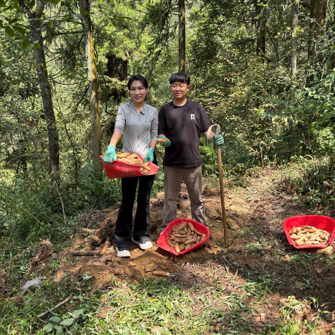 高山林下天麻
