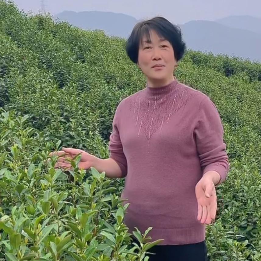 孝皇山茶叶