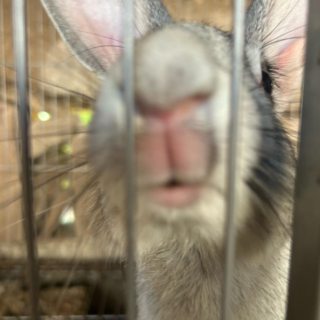 咩咩.