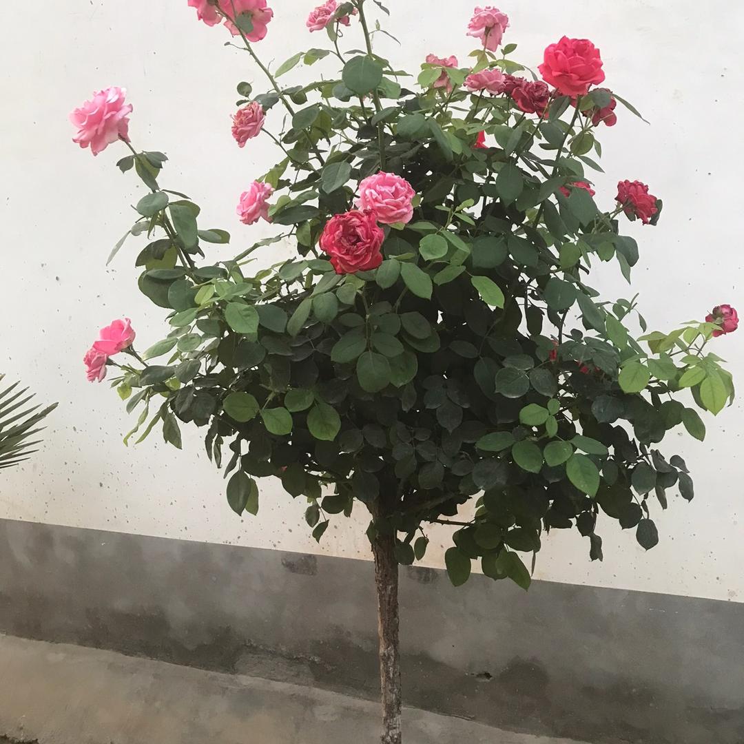 程