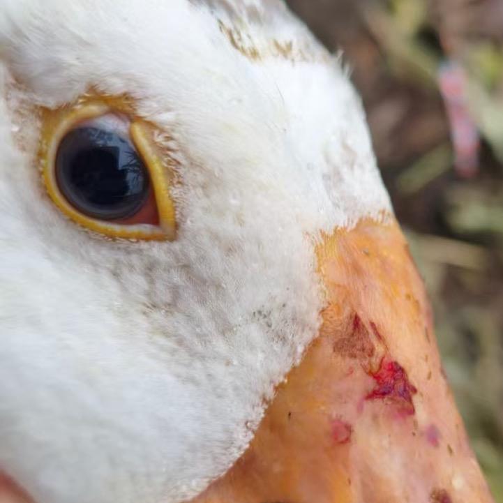 众泰鹅业脱温鹅批发基地