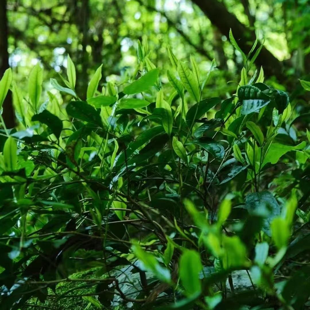 鑫耘茶叶
