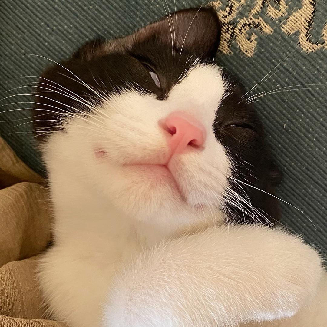 是年糕不是年年🐈