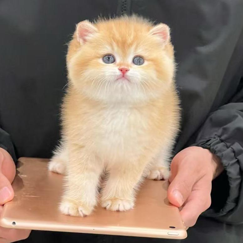 《两兄弟的亿点点财运》🐱