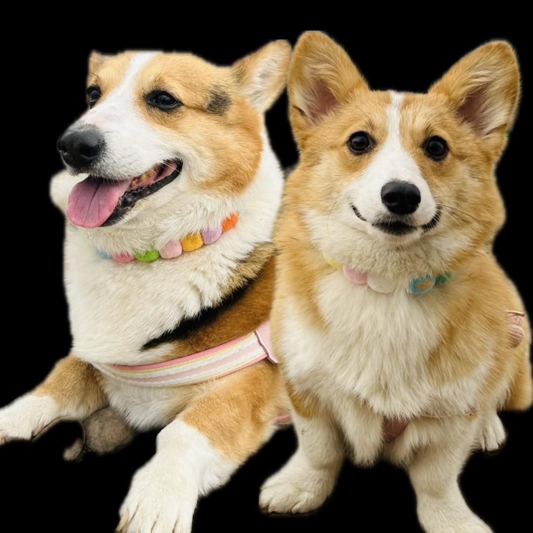 柯基俊仔和十七🐕