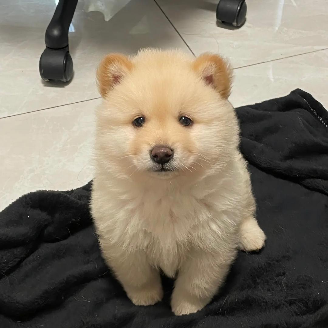 广西老表鹏哥中华田园犬