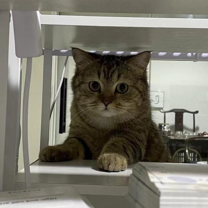 卓雅穿戴甲批发