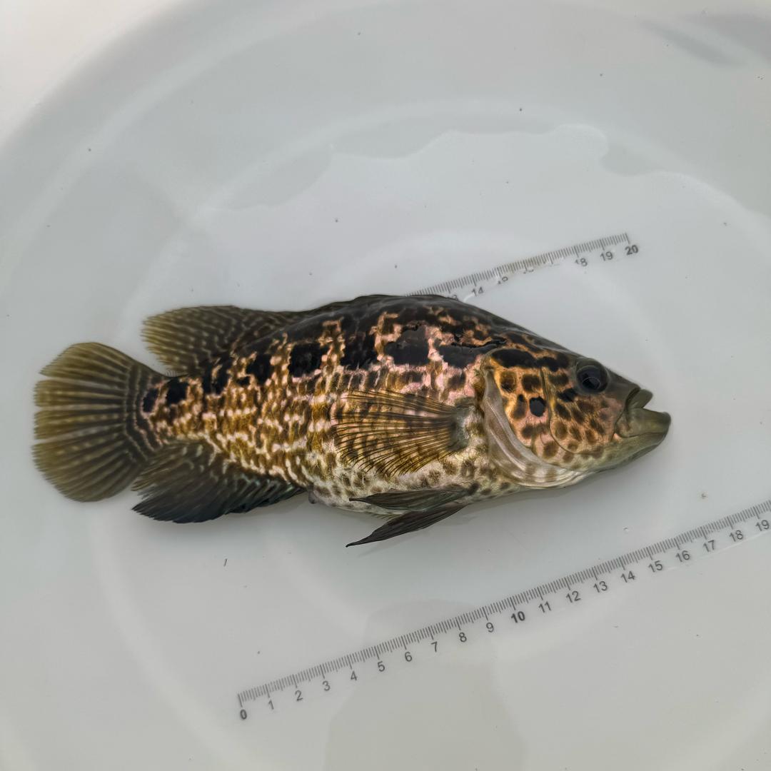 鲳跃水产