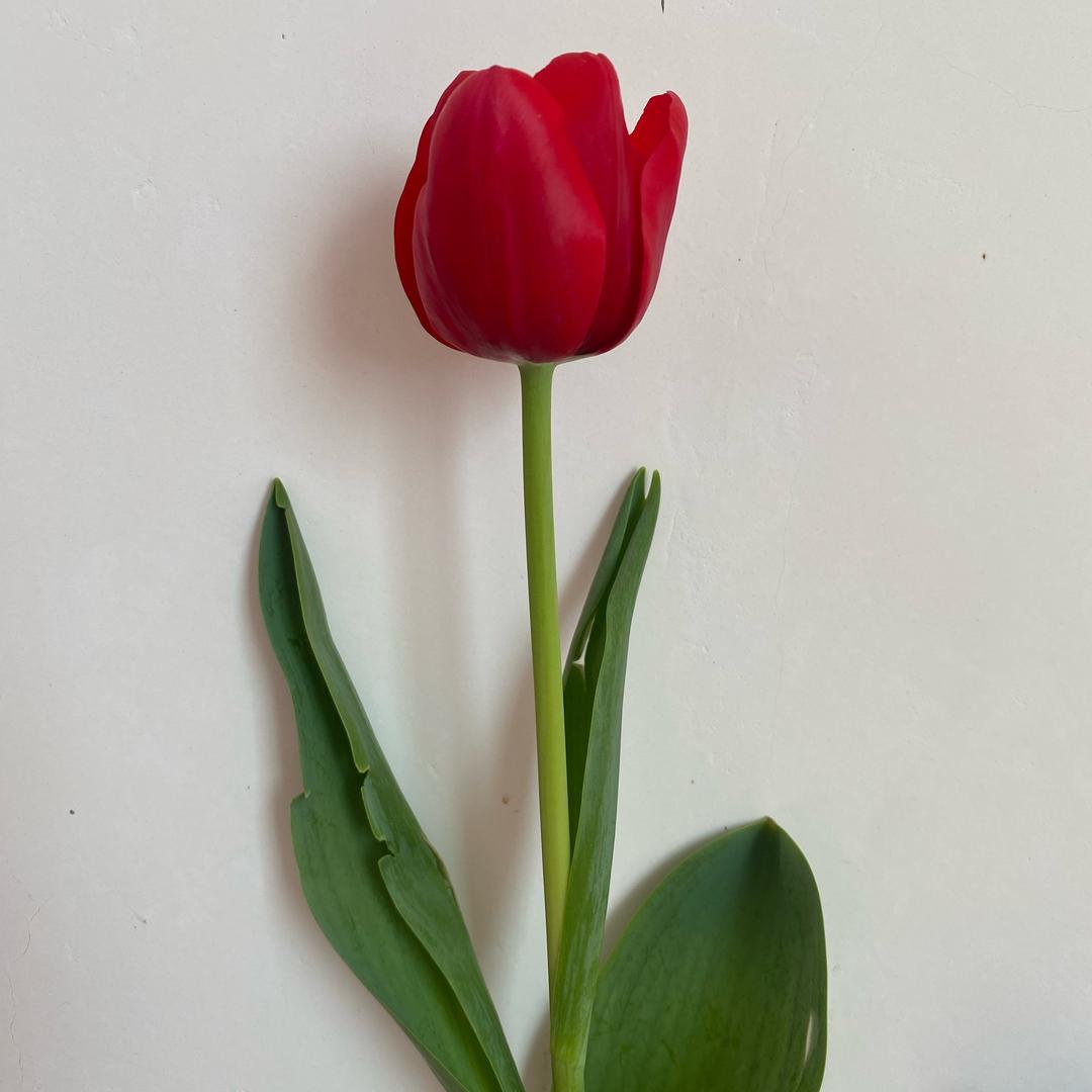 玲玲（好物分享）