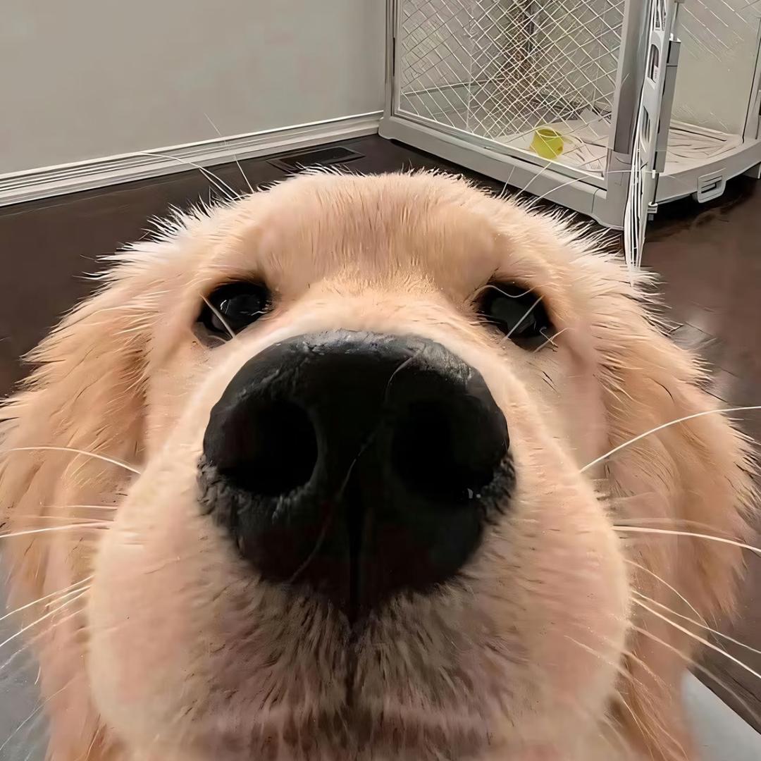 蛋塔猹