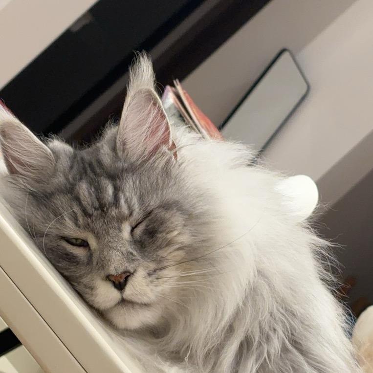 天天的猫狗日记